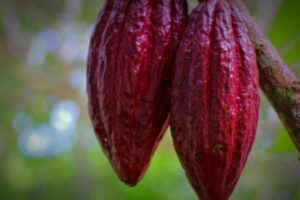 cacao pod, cacao fruit, cacao, plant, tropical, pod, red, delicious, chocolate, nature, organic, natural