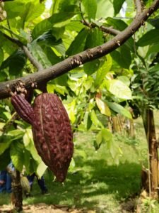 Vibrant cacao pod hanging from a tree in a lush green plantation.