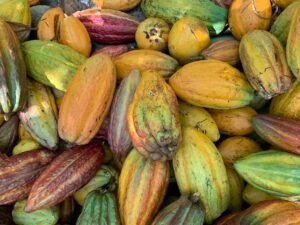 Colorful cacao pods in various stages of ripeness displayed outdoors.